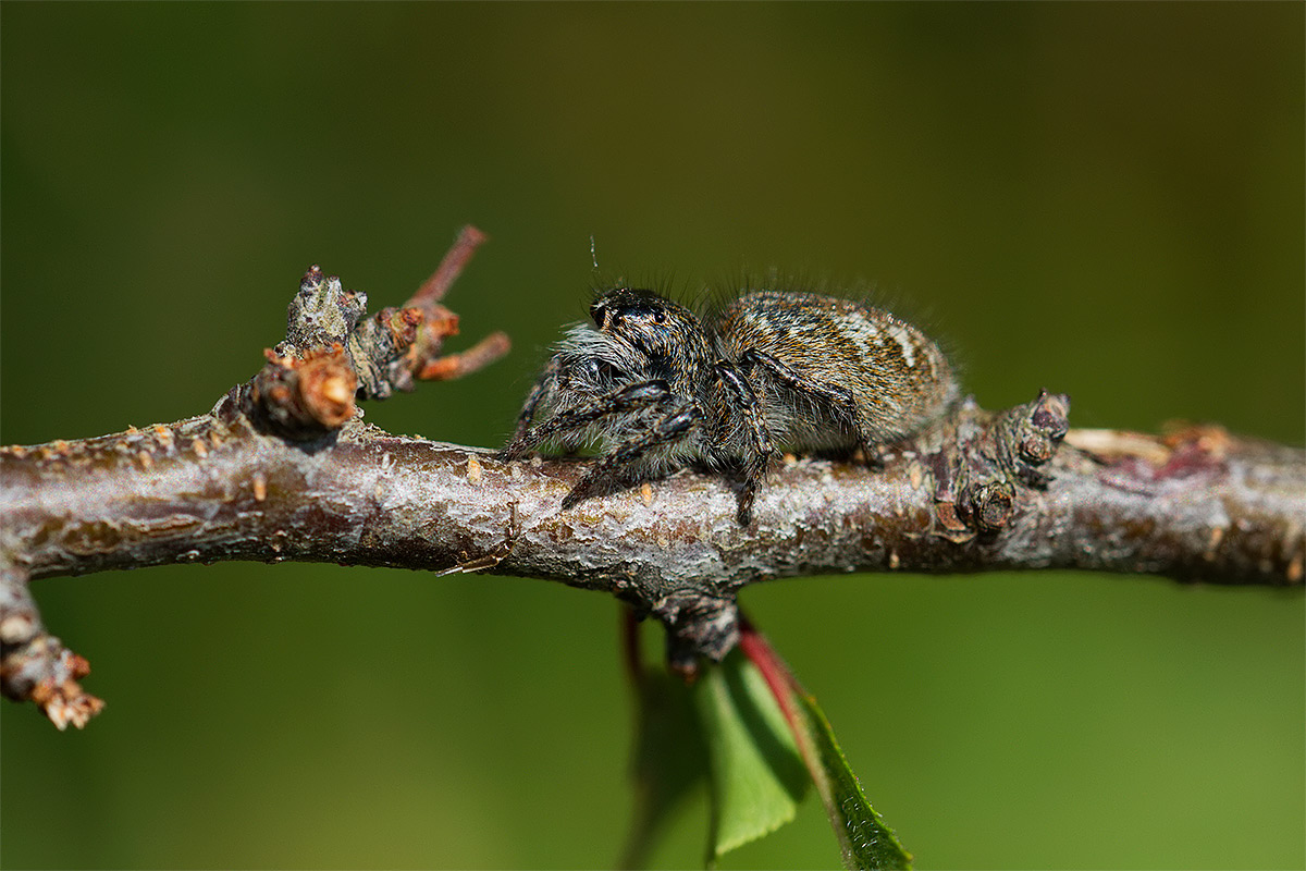 Philaeus chrysops - Morello (FI)